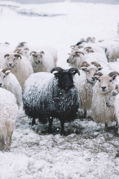 istock Icelandic sheep roaming in the winter 661600014