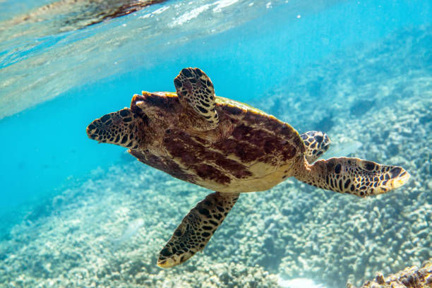 istock Sea turtle swimming around the coral reef 661607782