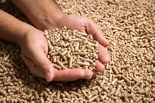 A man holds wood pellets in his hands. Biofuels. Renewable energy source. Pressed sawdust for industrial use. Alternative bio fuel. Wood filler used in cat litter. Eco-friendly toilet for Pets.