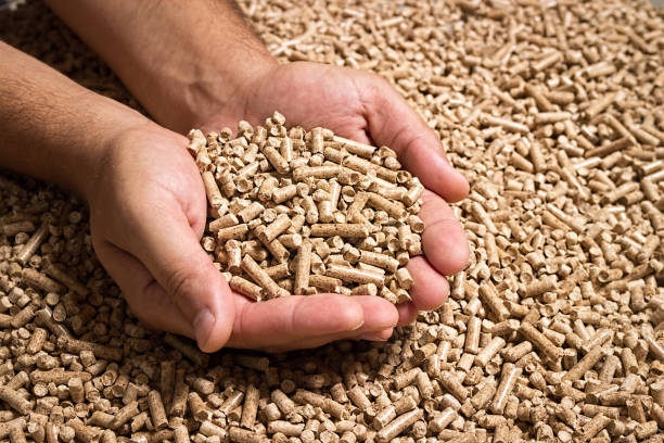 Wood pellets in male hands. Biofuels. Cat litter. stock photo