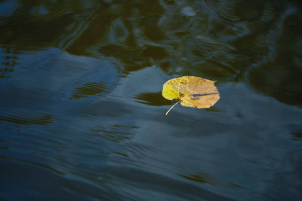 Shot of a leaf floating in a lake
