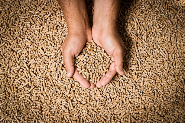 Wood pellets in male hands. Biofuels. Cat litter. A man holds wood pellets in his hands. Biofuels. Renewable energy source. Pressed sawdust for industrial use. Alternative bio fuel. Wood filler used in cat litter. Eco-friendly toilet for Pets. granule photos stock pictures, royalty-free photos & images