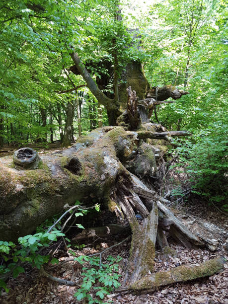 istock Jungle Sababurg; Reinhardswald 661627280