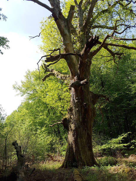 istock Jungle Sababurg; Reinhardswald 661627630