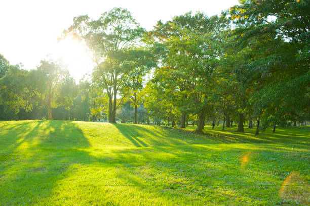 어얼리 아침입니다 공원 - sunspot grass area tree sun 뉴스 사진 이미지