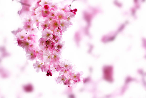 Beautiful blossoming cherry flowers. Close-up shot of a pink cherry tree, spring scene in the sun with selective focus and copy space.