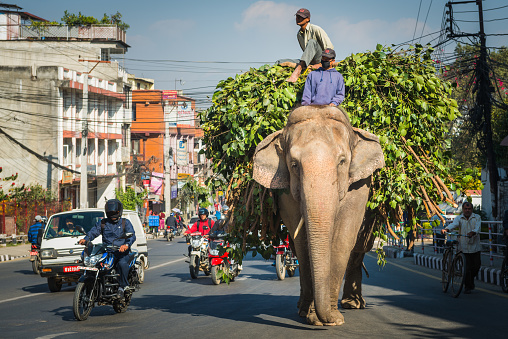 Elephant carrying large load of fodder and two mahouts along a busy road in central Kathmandu, Nepal's vibrant capital city.