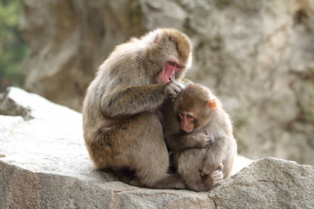 toilettage des singes sauvages japonais à beppu, oita, japon - livestrong photos et images de collection