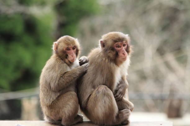 toilettage des singes sauvages japonais à beppu, oita, japon - livestrong photos et images de collection