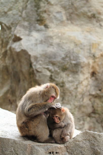 aliciamento de macacos selvagens japoneses, em beppu, oita, japão - livestrong - fotografias e filmes do acervo