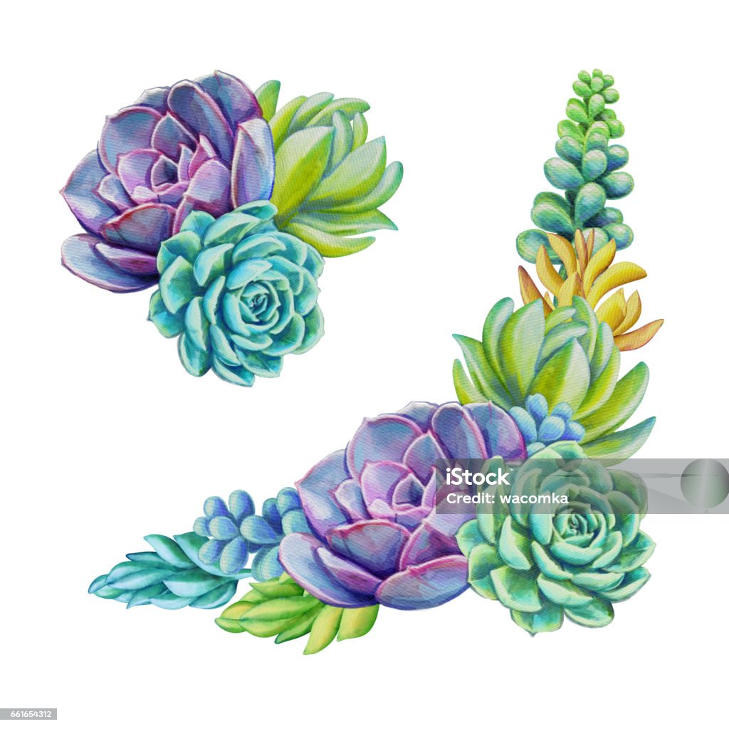 plantes succulentes aquarelles, illustration décorative, clipart floral isolée sur fond blanc - Illustration de Aquarelle libre de droits