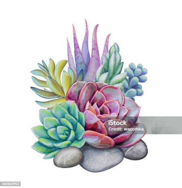 Watercolor Succulent Plants Composition Floral Bouquet Illustration Isolated On White Background Stock Illustration - Download Image Now