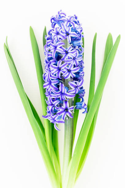 istock Floral background. Blue hyacinth on white background. Flat lay, Top view. 661661142