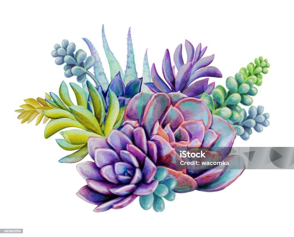 Acuarela suculenta plantas composición, Ilustración de bouquet floral, aislado sobre fondo blanco - Ilustración de stock de Planta carnosa libre de derechos