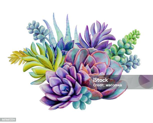 Ilustración de Acuarela Suculenta Plantas Composición Ilustración De Bouquet Floral Aislado Sobre Fondo Blanco y más Vectores Libres de Derechos de Planta carnosa