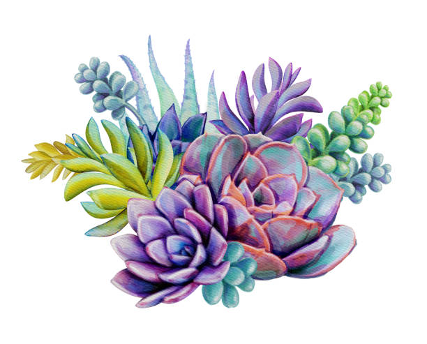 illustrazioni stock, clip art, cartoni animati e icone di tendenza di composizione piante succulente acquerello, illustrazione bouquet floreale, isolato su sfondo bianco - succoso