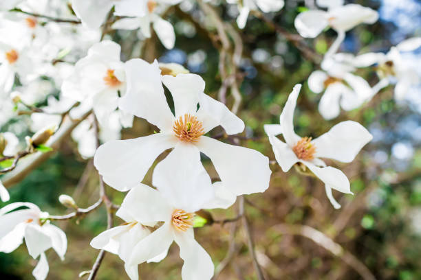 istock Blooming white magnolia in park. Floral background. 661661288