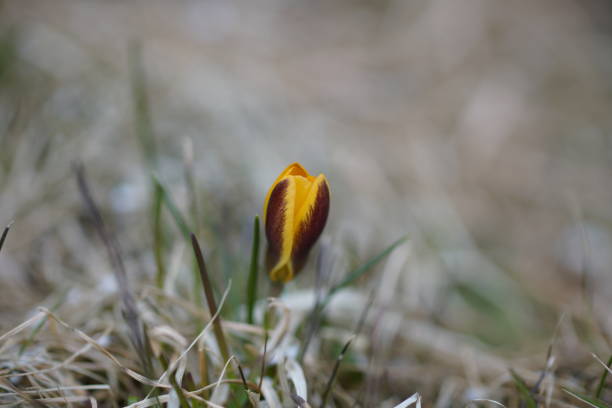 istock a lone yellow Crocus in spring,natural background 661671612