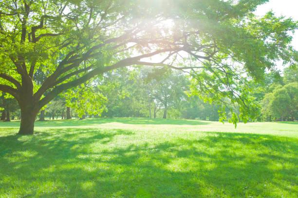 公園 木漏れ日 - sunspot grass area tree sun 뉴스 사진 이미지