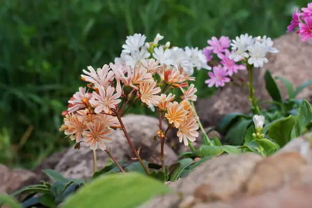 Lewisia cotyledon 'Elise Mixed' flowers in rock garden in Latvia, Europe.