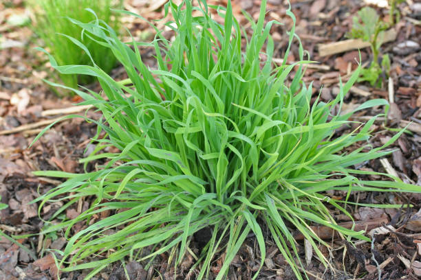 istock Bunnytails (Lagurus ovatus ) young plants in the garden 661681658
