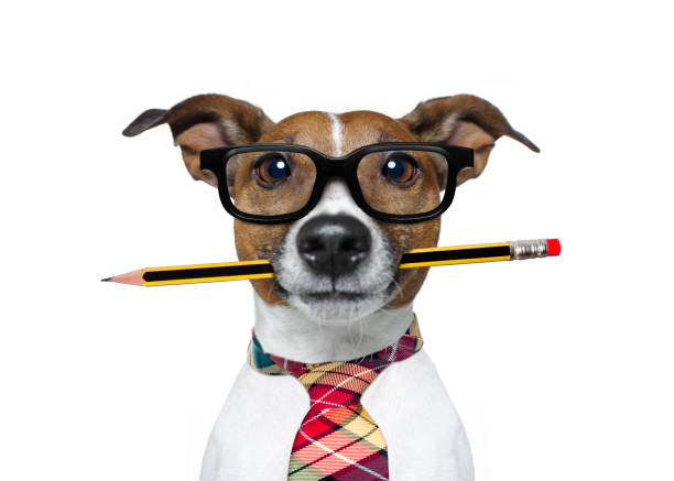 istock dog with pencil at the office 661681804