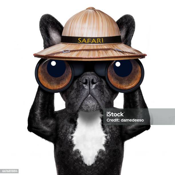 Watching Dog With Binoculars Stock Photo - Download Image Now - Binoculars, Curiosity, Dog