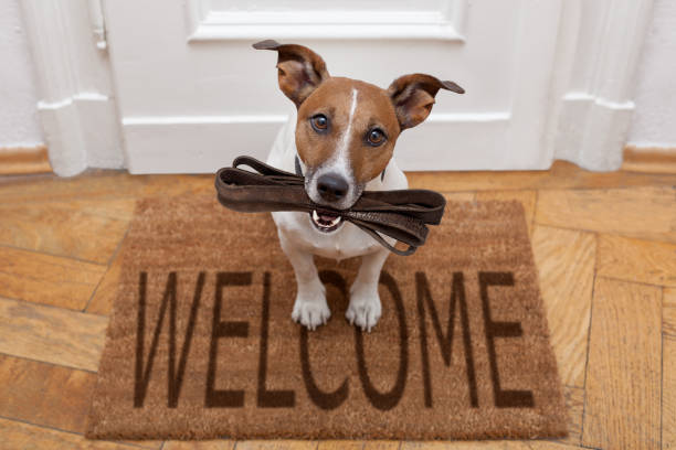 istock dog waits for walking with leash 661681972