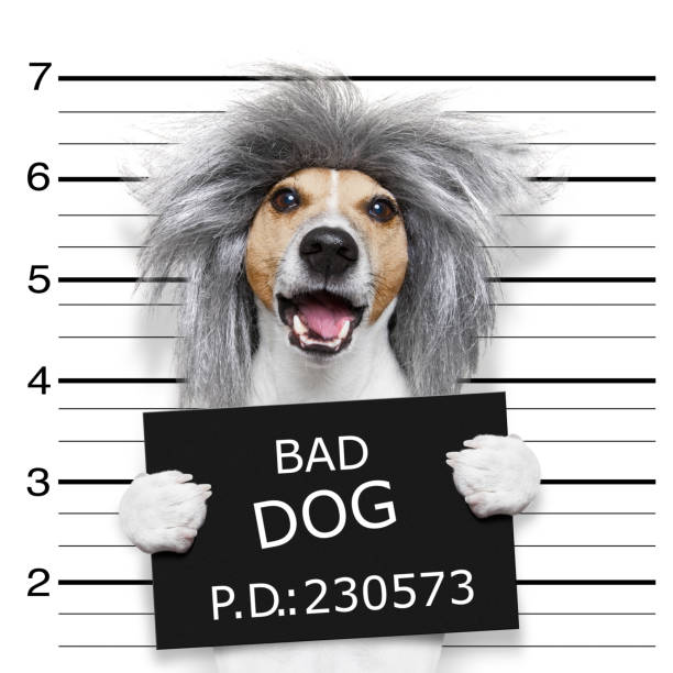 istock nerd silly dog mugshot 661682378