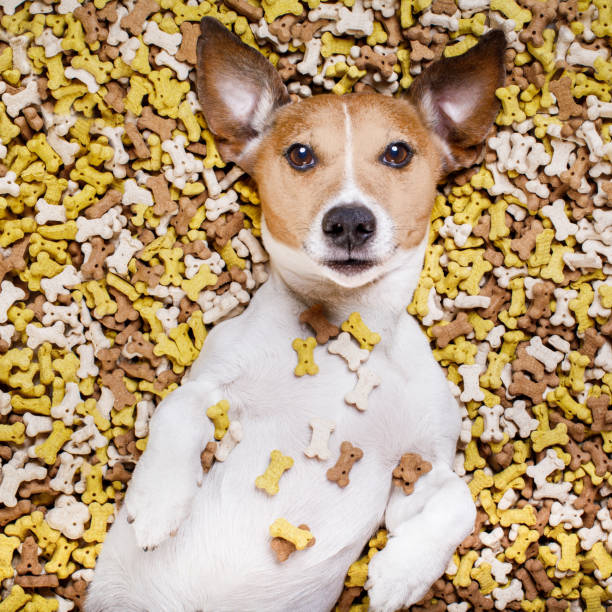 istock hungry dog in big  food mound 661684078