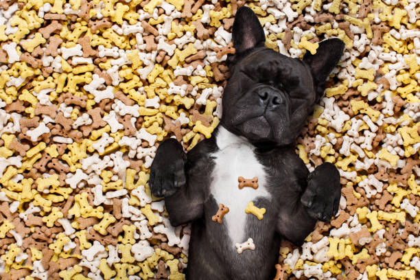 istock hungry dog in big  food mound 661684548