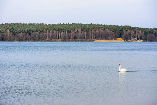 istock Beautiful white swan on the lake 661693860