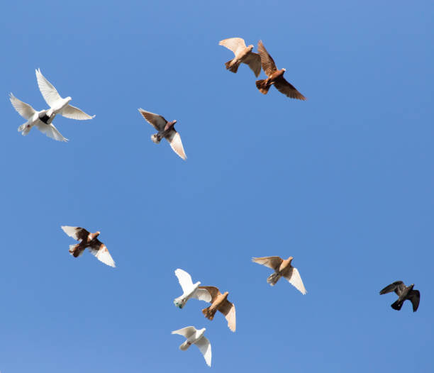 istock a flock of pigeons in the blue sky 661701950