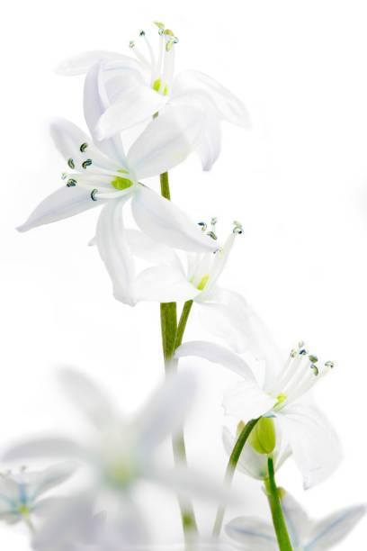 istock White Scilla flowers isolated on white background 661703404