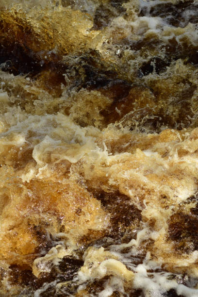 istock Tea-colored froth on the Suwannee river 661704406