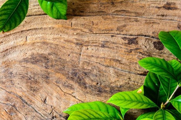 istock green leaf on old wood 661704588