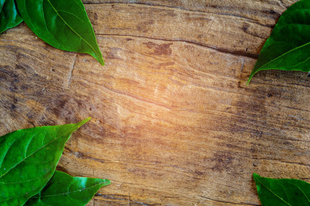 istock green leaf on old wood 661711508