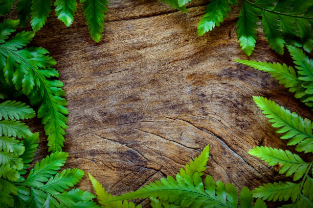 istock green leaf on old wood 661711842