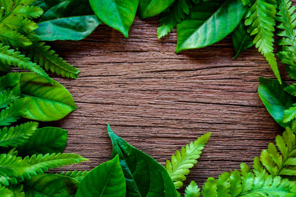 istock green leaf on old wood 661712102