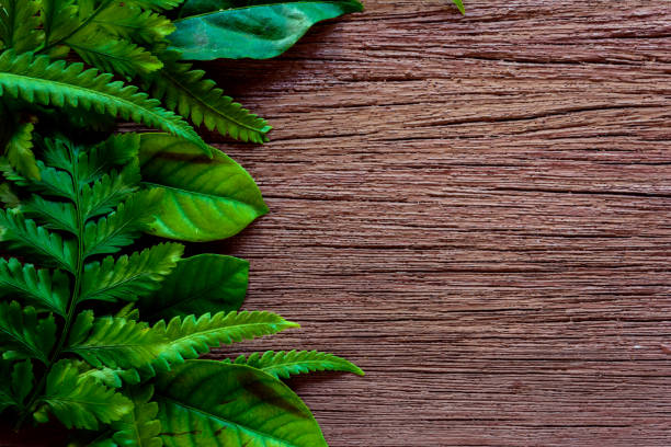 istock green leaf on old wood 661712116