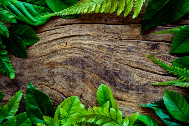 istock green leaf on old wood 661712226