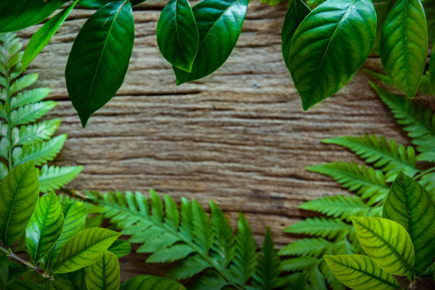 green leaf on old wood