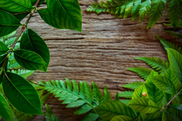 istock green leaf on old wood 661712758