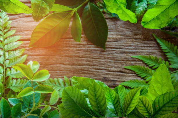 istock green leaf on old wood 661712994
