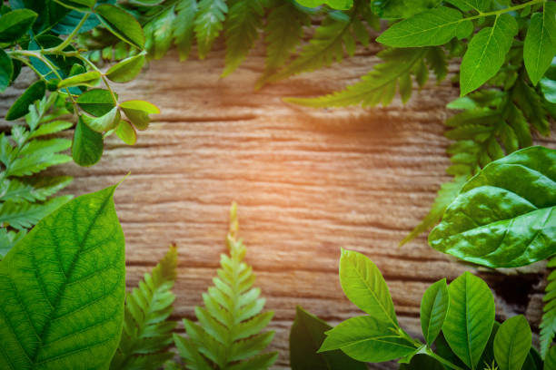 istock green leaf on old wood 661713078