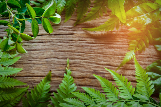 istock green leaf on old wood 661713130