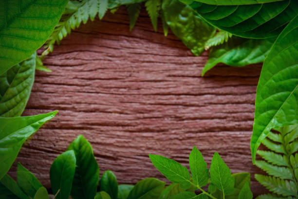 istock green leaf on old wood 661713142