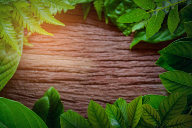 istock green leaf on old wood 661713274