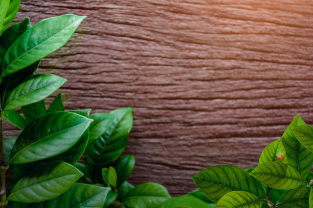 istock green leaf on old wood 661713314