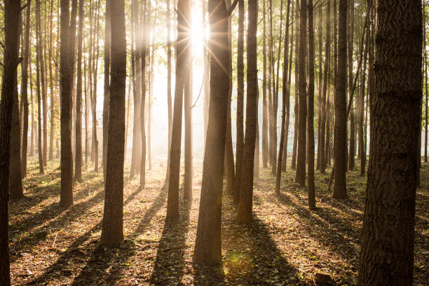 istock A morning in the wood 661721274